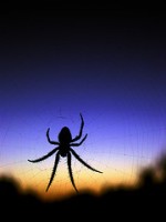 spider