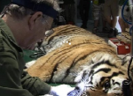 tigerdentist