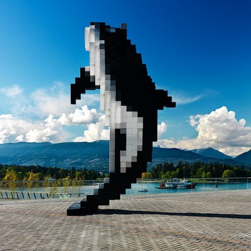 vcc-orca_02