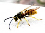 yellowjacket