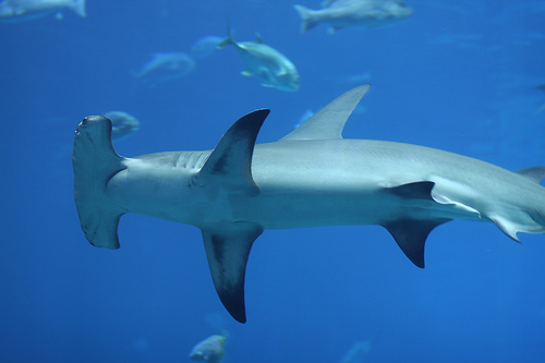 shark eating fish