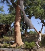 Cork-Harvest-Portugal-006