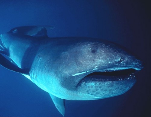 Weird fish of the week: The Mega-mouth shark - Practical Fishkeeping