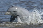 dolphins_large
