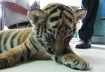 tiger-cub-Bangkok