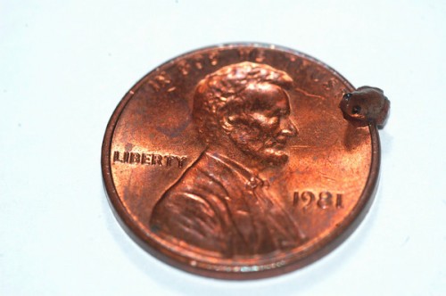 ultratinyfrog