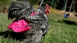 048341-chicken-nappy