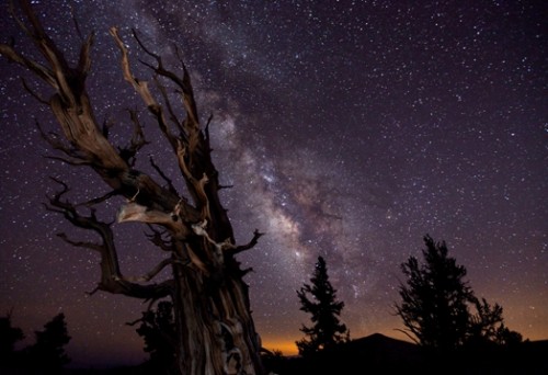 Blazing-Bristlecone-Tom-Lowe524