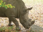 austrianrhino