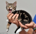 catcat