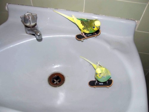 dopebirds