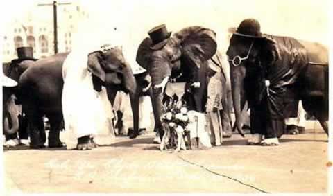 elephant-wedding
