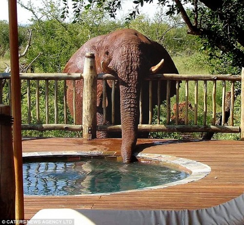 elephantTroublesome