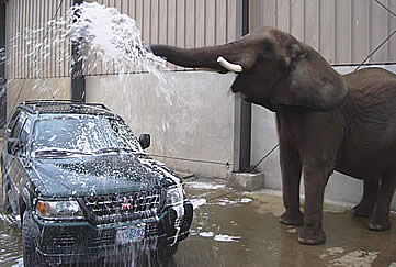 elephantcarwash085cropped