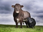 Britain Mini Moo