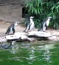 penguinschasingbutterfly
