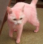 pink-cat