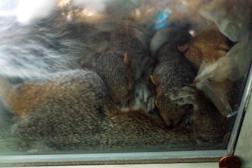 squirrelbabies