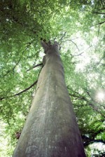 talking-tree