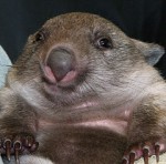 wombat