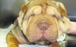 SharPei_1740662c