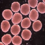 adipose