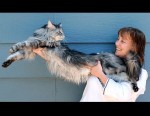 ap_longest_cat_robin_henderson_s_101020_ssh