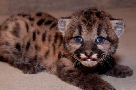 babycougar