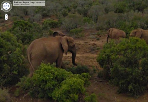 google-safari-elephants-500js102110jpg