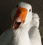 goose