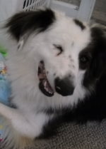 happydog