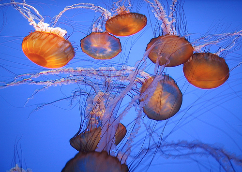 jellies