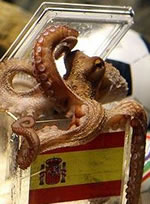 paul-octopus-spain