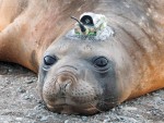 seal