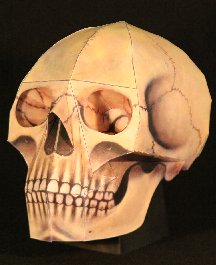 skullA