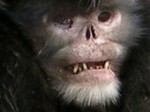 snub-nosed-sneezing-monkey-found-eaten-portrait_27910_200x150