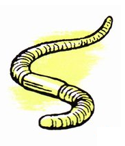 worm