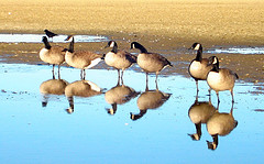 canadageese