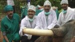 elephanttusk