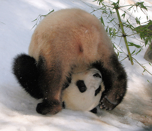 panda-roll.jpg