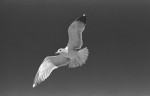 seagull