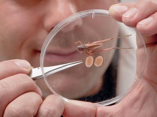 tuberous-bush-cricket-testes-huge_28489_600x450