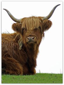 220_calmbull