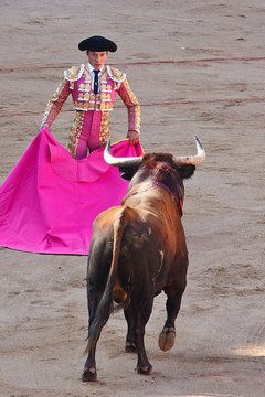 240_bullfightpink