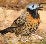 Phaenostictus-mcleannani-001