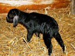 babygoat