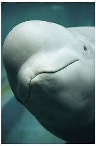 beluga-whale