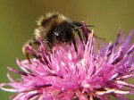 bumblebee