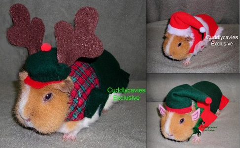 hamsterwear