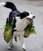 shoppingdog